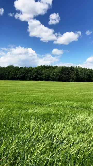 Sunny day with a bright blue sky, just the right amount of fluffy white clouds and a large green field. You can see gusts of wind move through the tall but immature wheat.